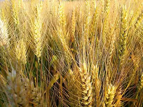 麦穗麦子熟了,乡村,金色麦浪麦,大麦,麦穗麦子熟了,乡村,金色麦浪麦子