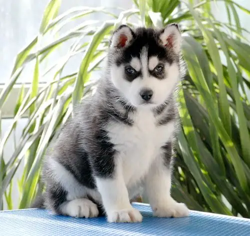 最专业权威犬舍 出售纯种哈士奇幼犬 三火蓝眼哈士奇