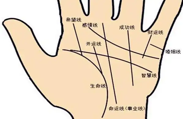 有命线的人手相 女右手命运线从中间分开了插图