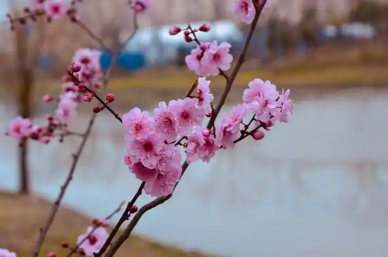 《美人梅,是今年最后开花的品种》【原创拍摄】