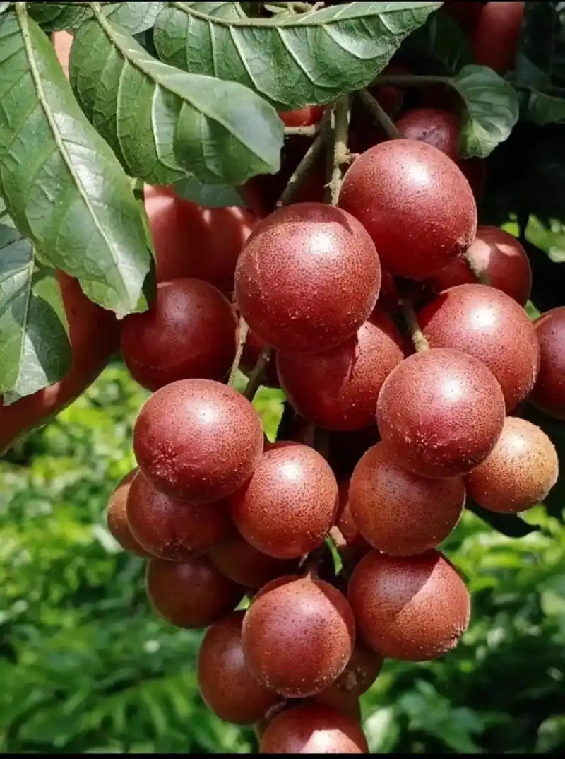 紫肉黄皮是近年来,新出的黄皮果品种,它的果实比较新 - 抖音