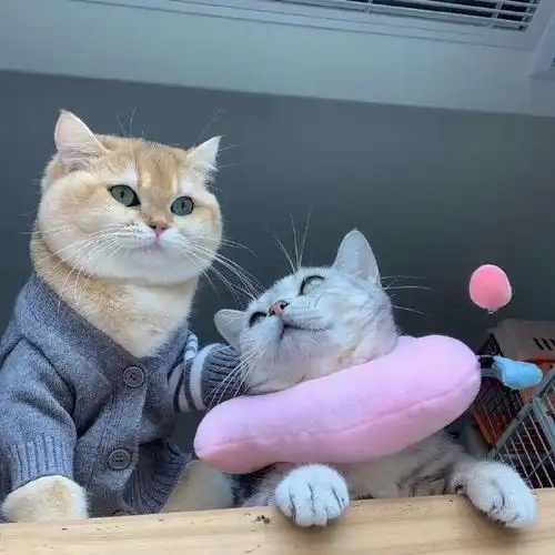 萌翻了的猫系情头#猫咪##情侣头像