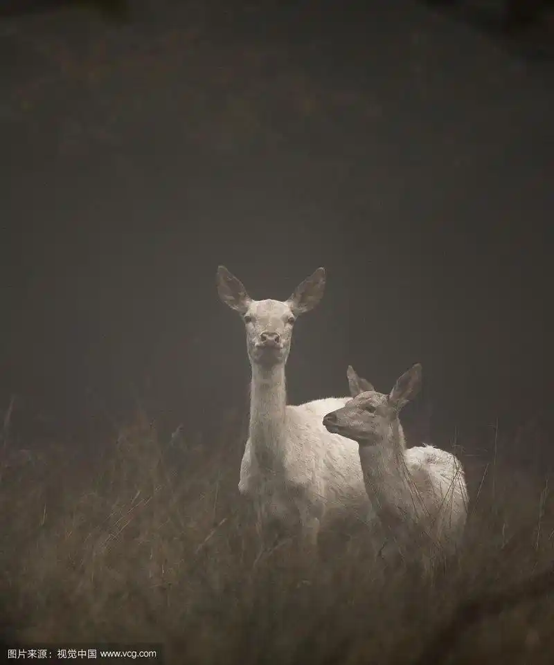 白色的马鹿,麋鹿埃拉弗斯,母鹿和小鹿站在清晨的雾