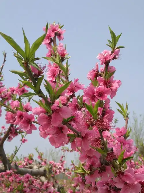 这里的桃花开得非常漂亮,花朵大而且颜色鲜艳,看那满树盛开的桃花,真