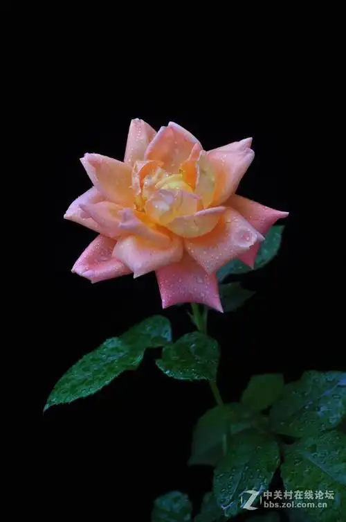 680_1024竖版 竖屏