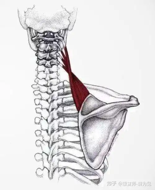 枕下肌群在颈椎稳定中的作用 - 知乎