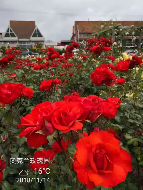 玫瑰花有多种颜色,红黄白紫蓝等等,不同颜色有各自代表意义或爱情的