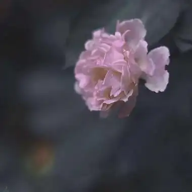 花图片头像微信高雅 漂亮的微信头像图片花 - 微信头像 - 潮人个性网