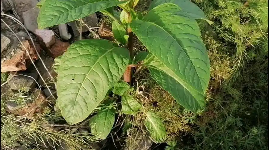 这植物被称为"见肿消",专治身上的肿块淤结,它是什么?