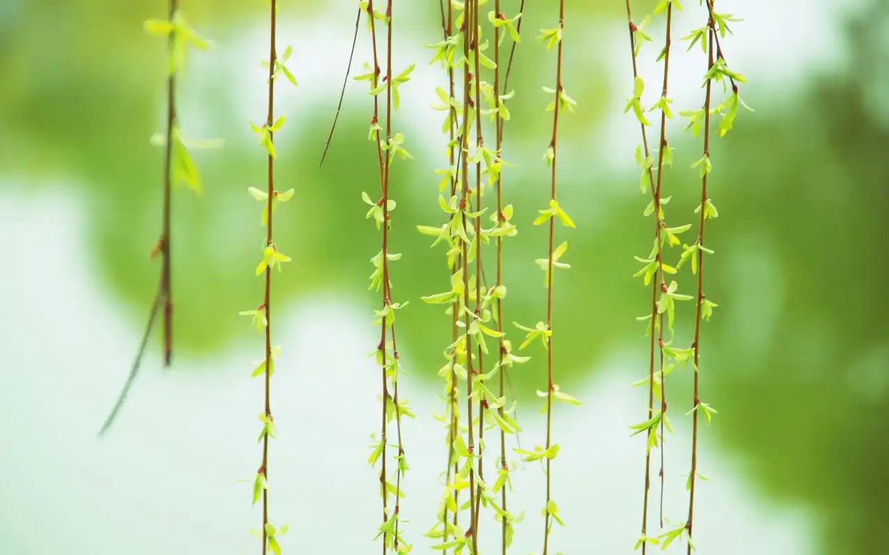 春天的绿色唯美壁纸