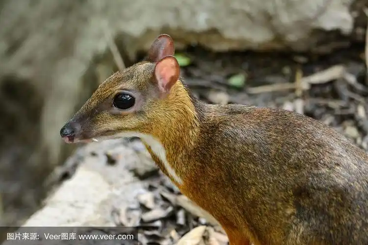 雄性动物,鹿,鼠,lesser mousedeer,机敏