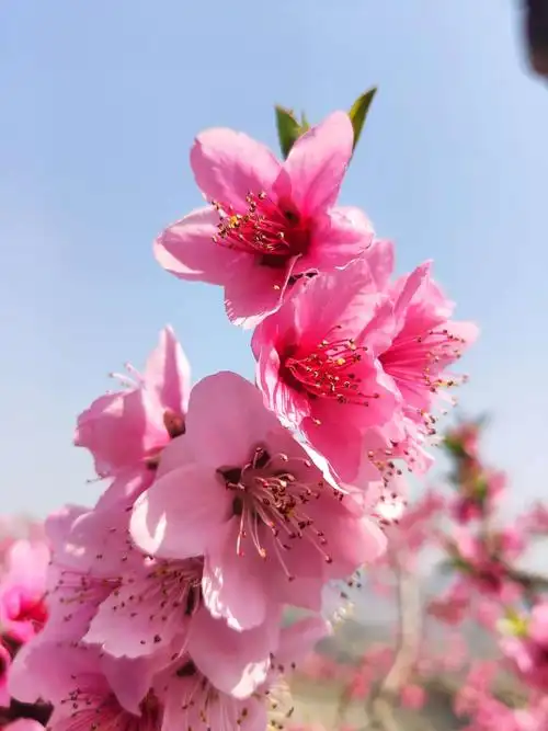 成都龙泉的桃花红了