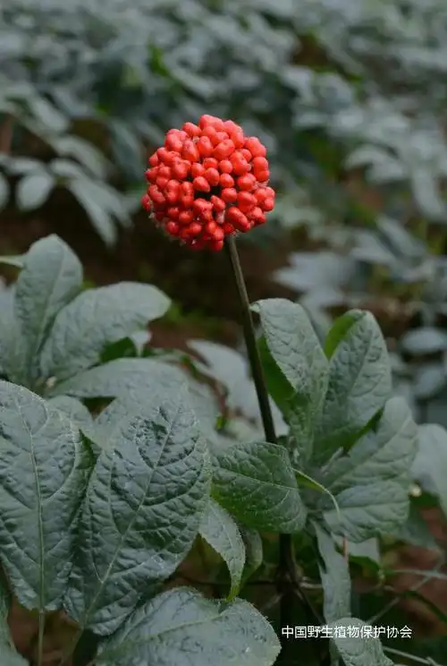 三七图片植物图片,林草科普|中国药用植物 - 三七 - 丽质网络