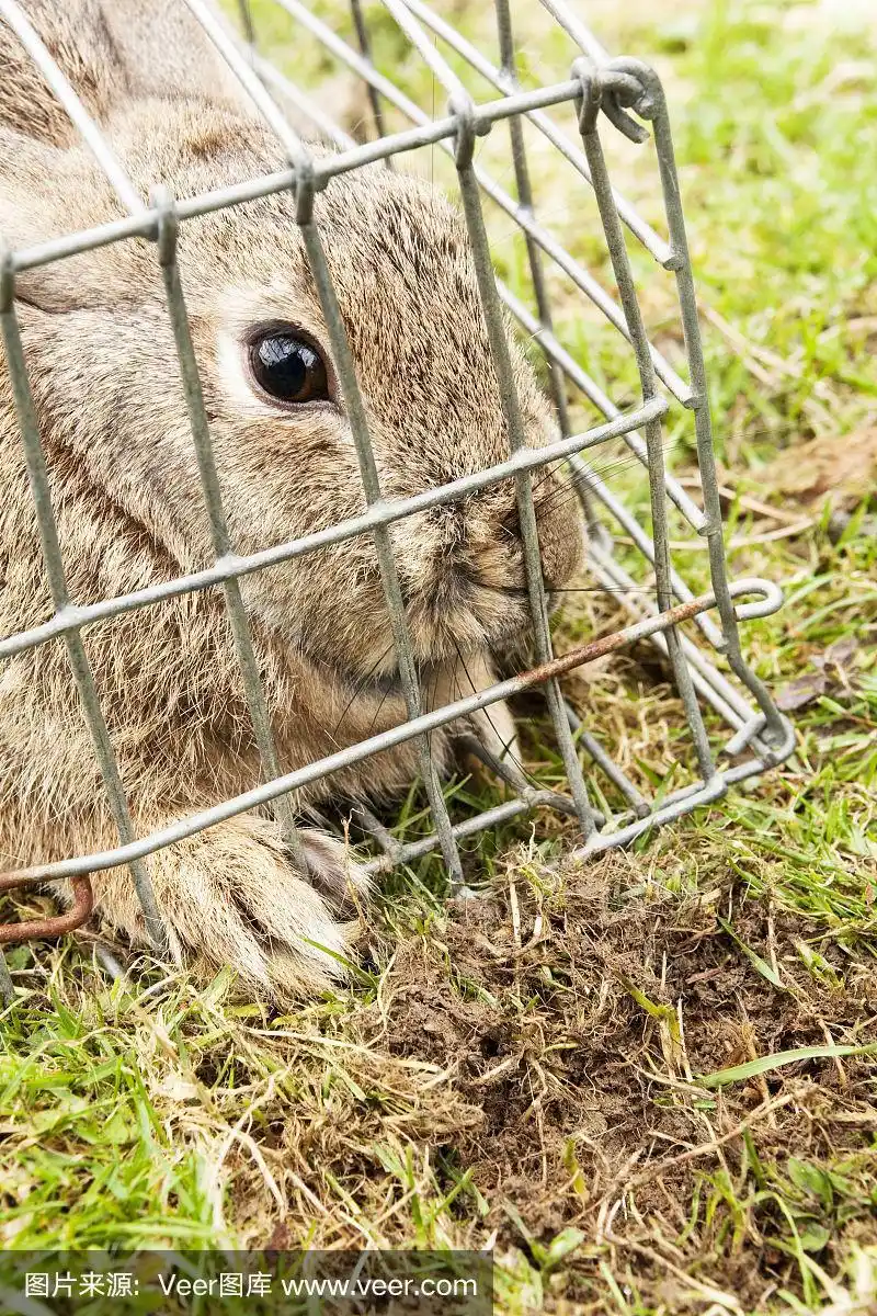 关在笼子里的动物