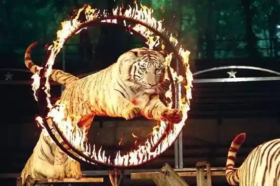 狮虎等猛兽动物表演