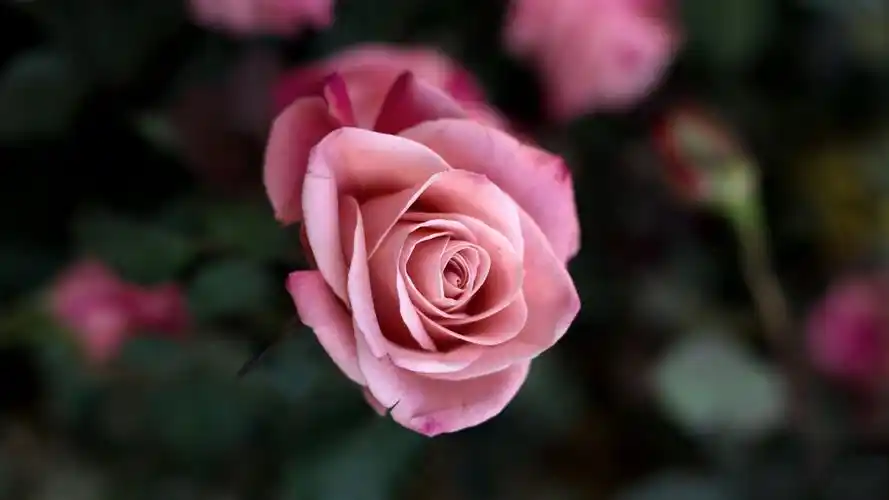 粉色玫瑰花宽屏高清电脑桌面壁纸大全