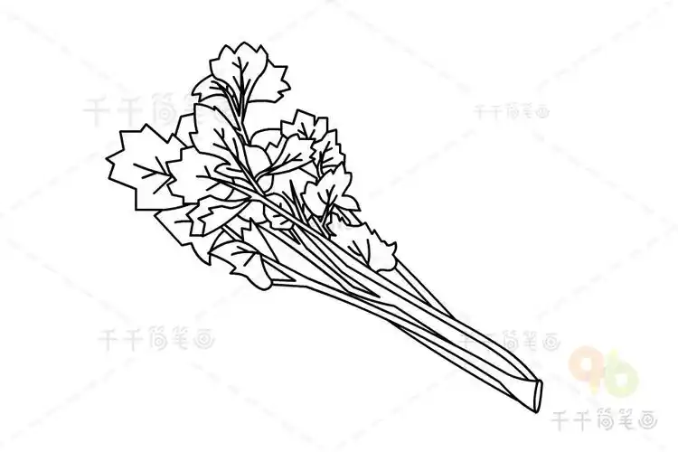 芹菜简笔画图解