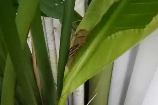 常见的病害有炭疽病,虫害为棉红蜘蛛,会使天堂鸟的叶子发黄,发焦或