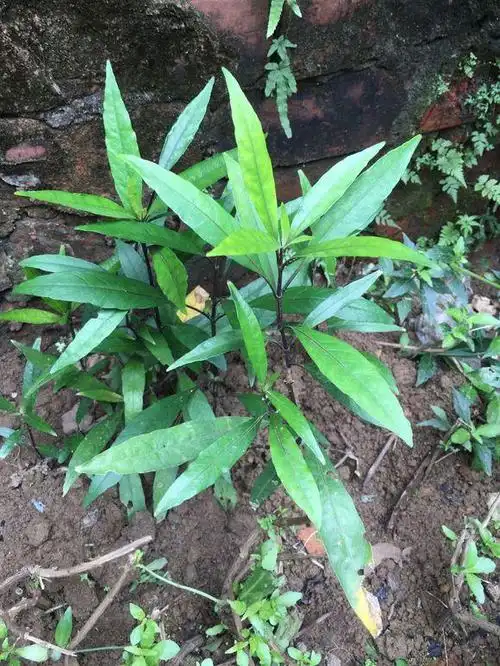 小驳骨又名接骨木,接骨筒,乌骨黄藤,接骨草,四季花,小还魂,百节芒