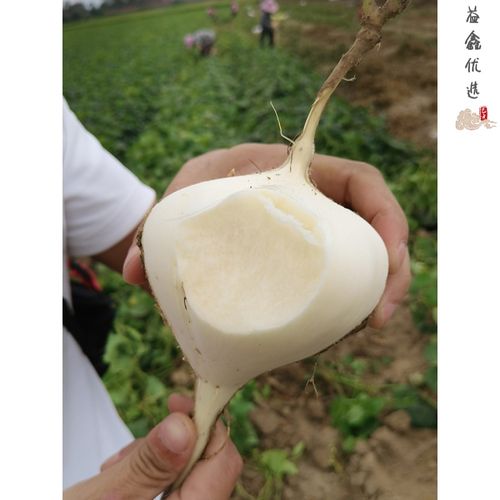 鹿凌青凉薯新鲜现挖白地瓜湖北沙葛土番薯地萝卜农家特产蔬果 1斤