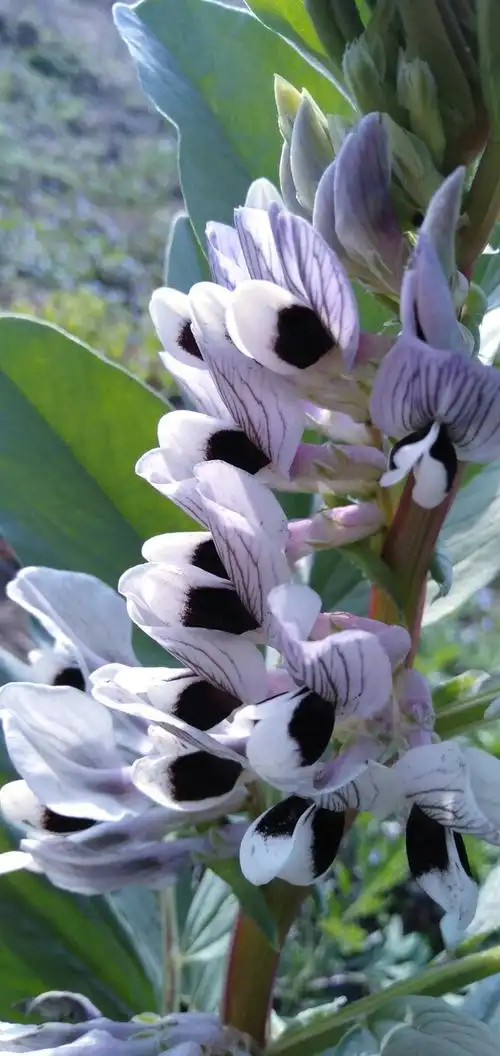 蚕豆花 - 深谷-幽兰