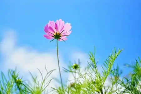 清新格桑花图片