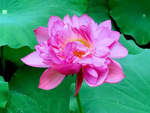 莲花仙境 - 美篇