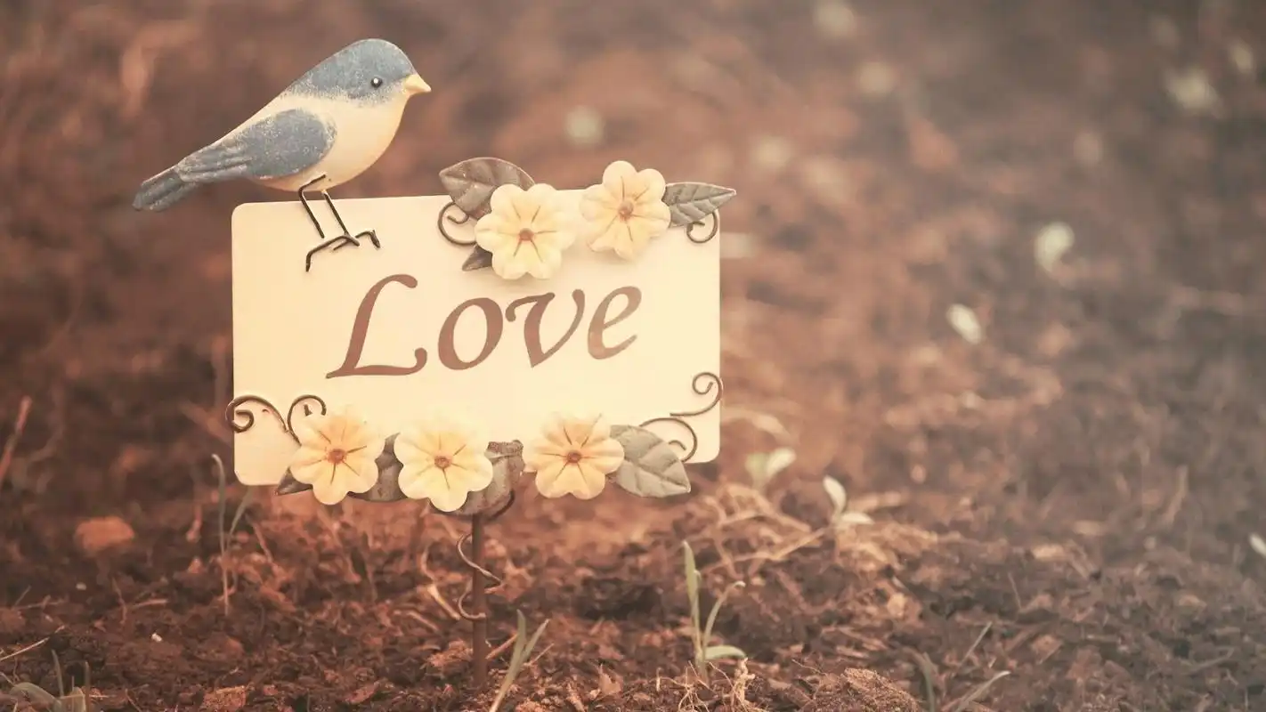 爱情,是人类情感世界中最复杂,最奇妙的一门学问.