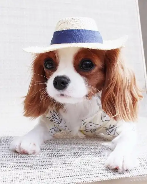 小狗图片,狗狗简直是动物界的交际花(小狗图片 卡通画)