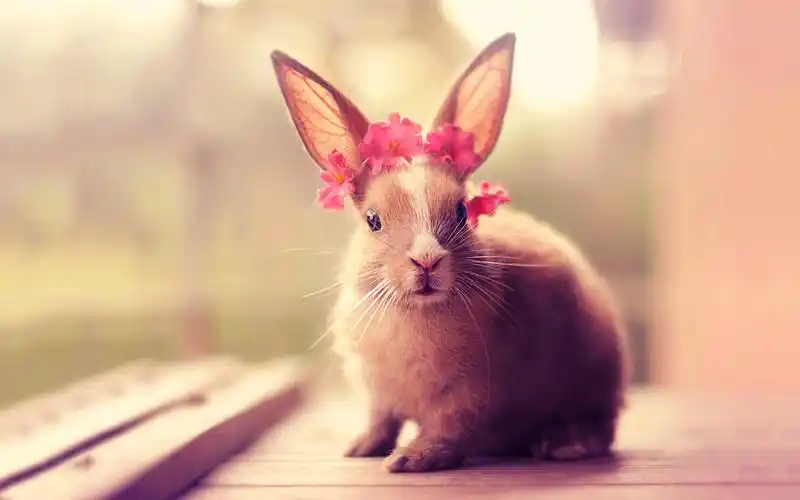可爱萌宠动物兔子高清电脑桌面主题壁纸下载大全