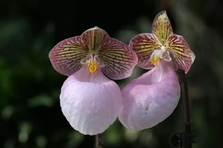 硬叶兜兰别名玉女兜兰为兰科多年生草本