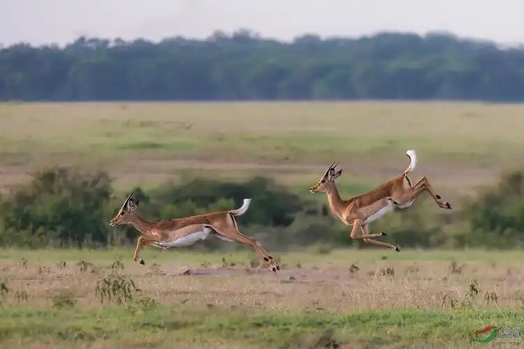 奔跑的羚羊(祝贺荣获野生动物每日精华)