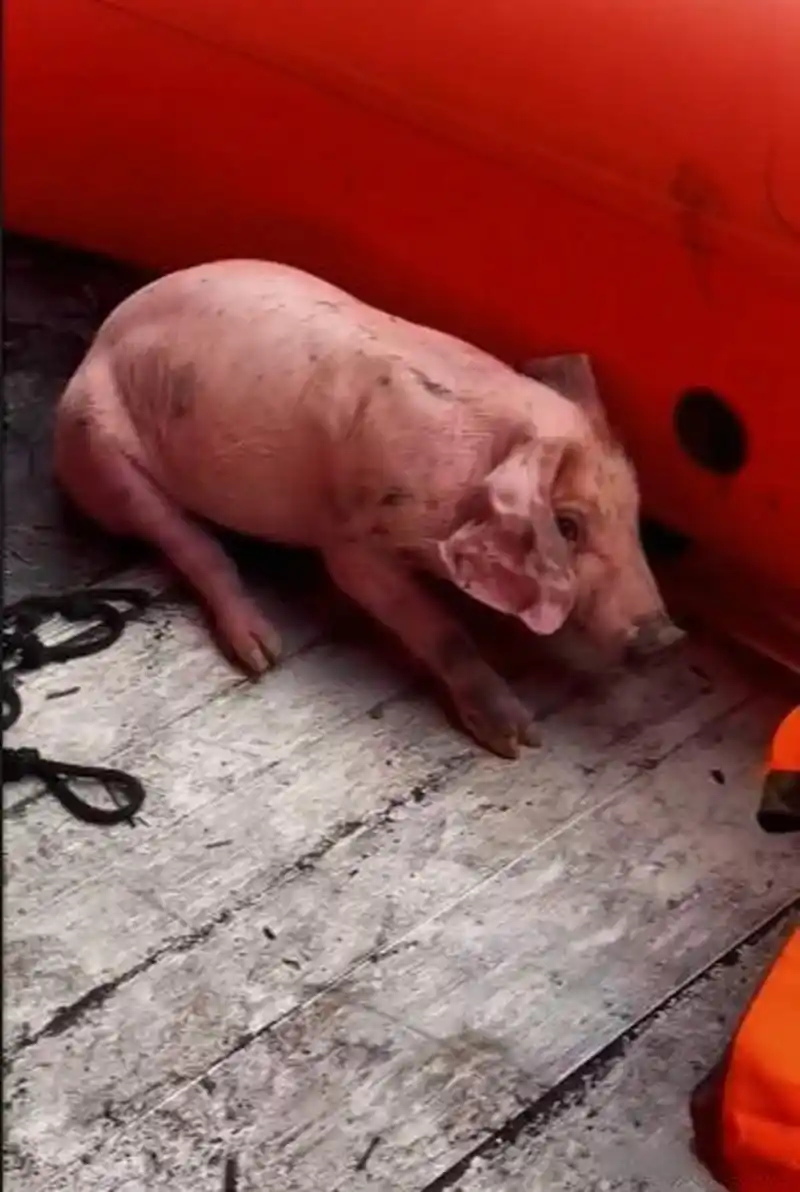 泸定地震中的猪坚强!