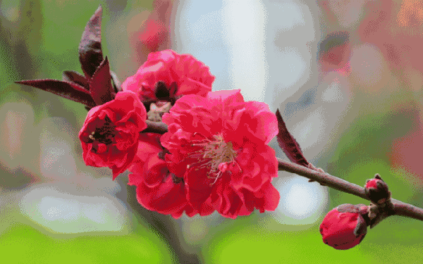 【甜蜜蜜12号】又见桃花开(诗三首)|陈淑红