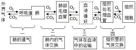 呼吸的全过程包括:肺的通气,肺泡里的气体交换,气体在血液中的运输和