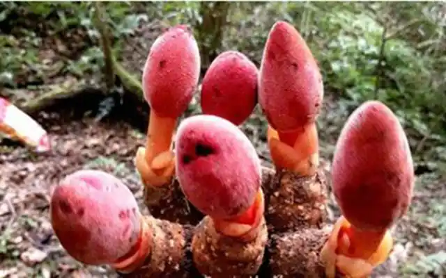 这个杂草是壮阳补肾的宝贝农村已经很难买到