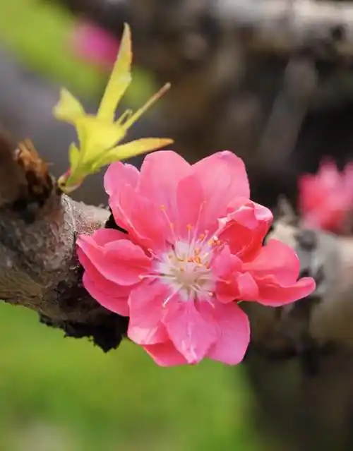 桃源仙境图高清图片,桃花盛开美图高清大图