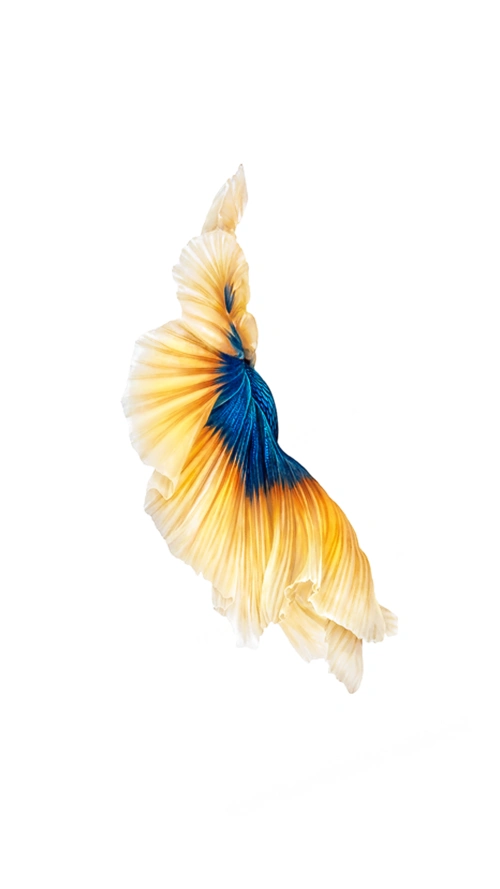 求iphone超高清小金鱼壁纸 - oneplus x - 一加手机社区官方论坛