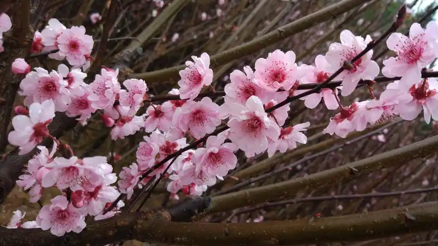 美人梅盆栽造型造景中非常理想的观赏花木
