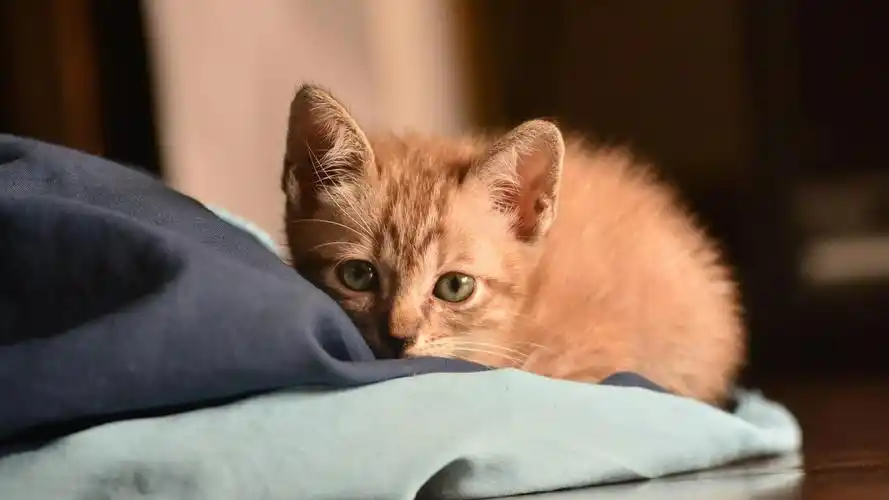 可爱萌宠猫咪高清桌面壁纸-动物壁纸-壁纸下载-美桌网