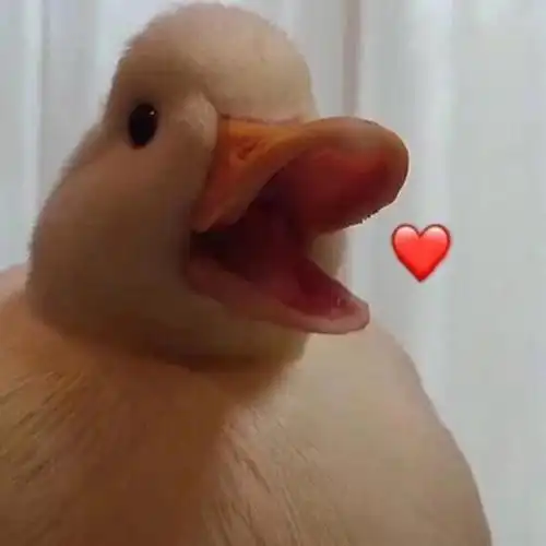 比心 甜甜的表情包