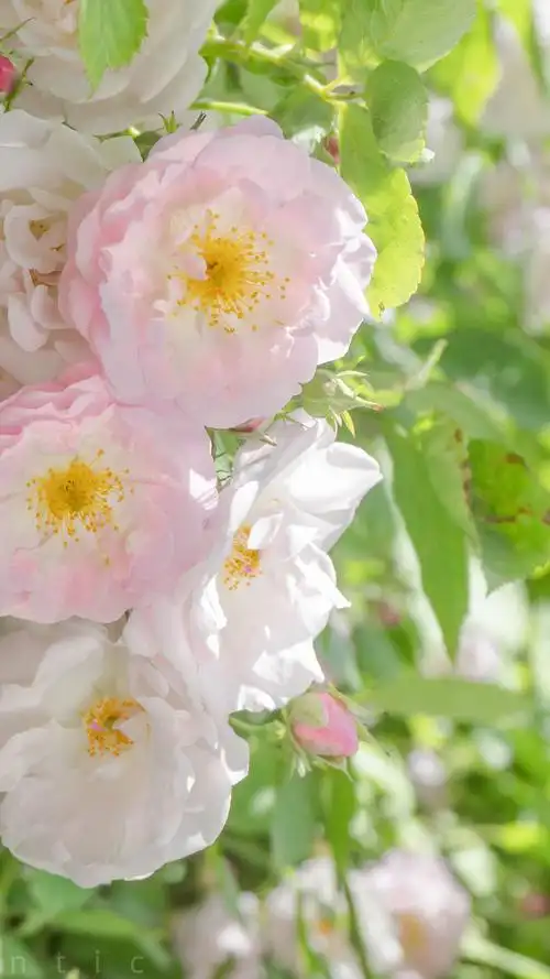 小清新花卉护眼手机壁纸