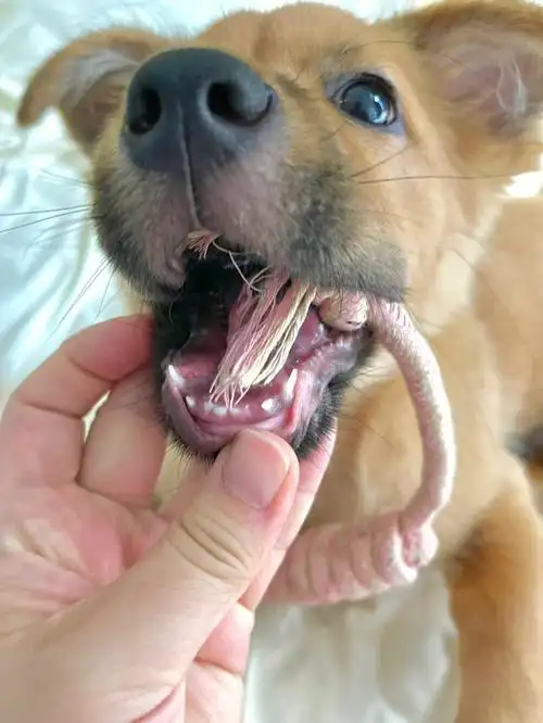 右边下排倒数第二颗,观察了下,左下排第二颗牙齿07牙龈根部也吃了点