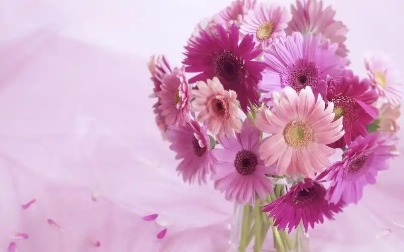 简约可爱的小清新花卉图片桌面壁纸