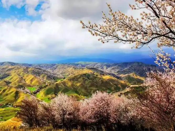 新疆大西沟福寿山花开正艳