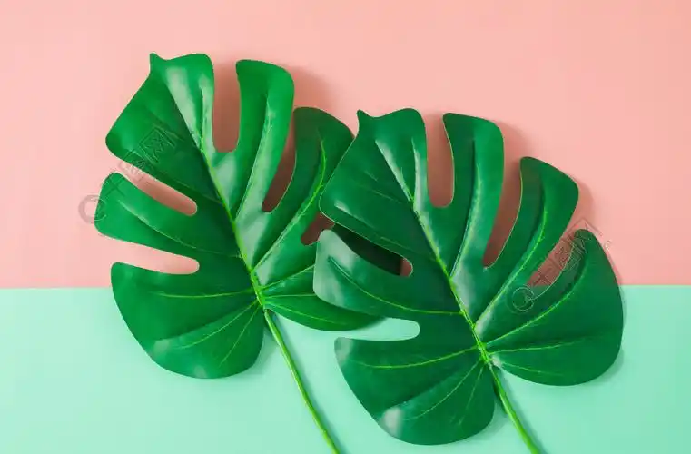 ins风龟背竹背景摄影动物植物免费下载_jpg格式_6000像素_编号