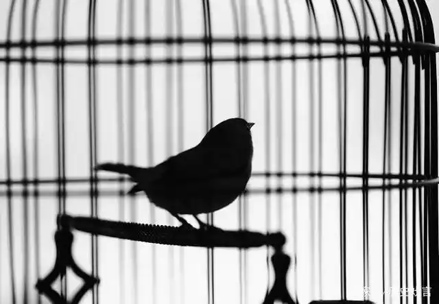 笼中鸟——谨以此文送给曾经也是衰小孩的你