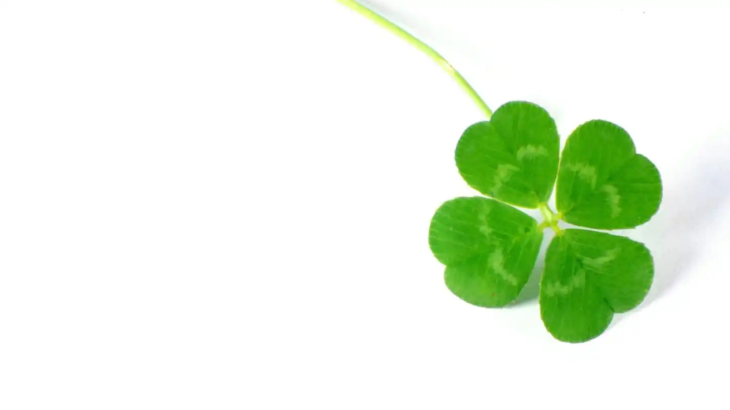 小清新绿色植物四叶草护眼桌面壁纸图片下载高清大图预览1920x1080