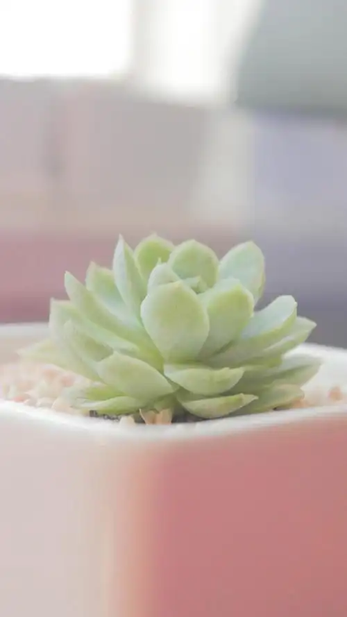 多肉植物小清新手机壁纸