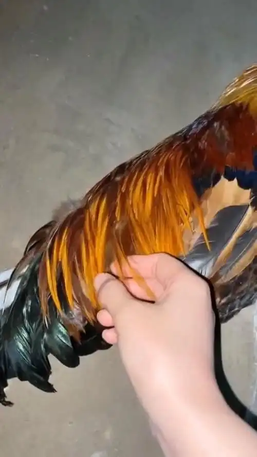 在大公鸡分神之际,我悄悄地拔了一根鸡毛,赶紧跑啊